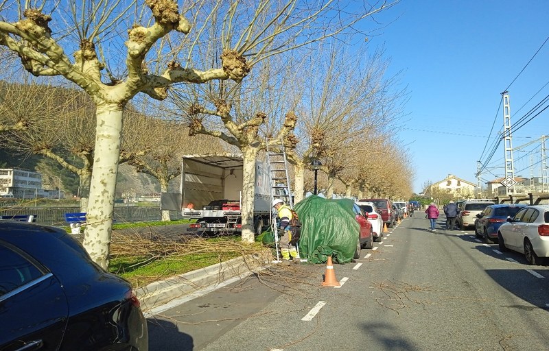 La Poda De Rboles En La Alameda Provocar Cambios Temporales En El